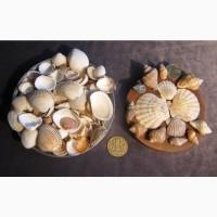 Черноморская ракушка на подкорм птицы. Больше яиц, мяса, экономия кормов