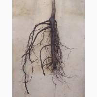 Саджанці горіха пекан сорту Бартон(вкс висота 120-140см.)