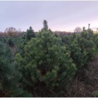 Новорічна Сосна та Кримка Опт та Роздріб