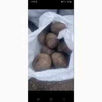 Буряк Зеппо, калібр 12-14, від 20т, в мішках.Об#039;єм присутній