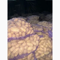 Продаємо картоплю сорту гранада