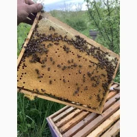 Оголошення2026!!! Продам бджолопакети