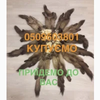 Купимо шкіри куниці лісової кам’янки бобра кроля та інші