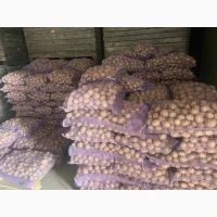 Продам посадкову картоплю Констанс