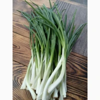 Продам зелену цибулю перо