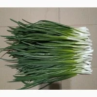 Продам зелену цибулю перо