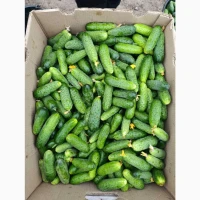 Продам огірок на консервацію та соління оптом