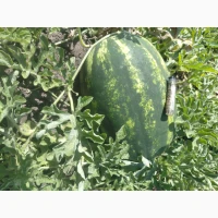 Продам кавун/арбуз