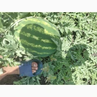 Продам кавун/арбуз