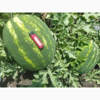 Продам кавун/арбуз