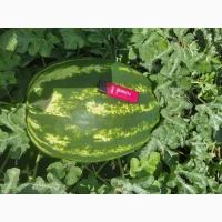 Продам кавун/арбуз