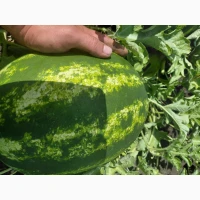 Продам кавун/арбуз