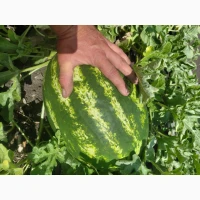 Продам кавун/арбуз