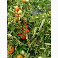 Продам помідори