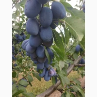 Продам сливу Стенлей з саду