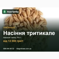 Насіння тритикале від 13 000 грн/т - еліта, РН-1, документи