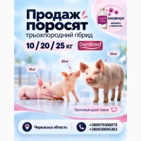 Маточник продає поросят 10/20/25 кг - партії від 50 голів