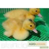 Продам утят, цыплят и бройлеров