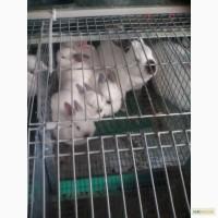 Продам кролів на утримання