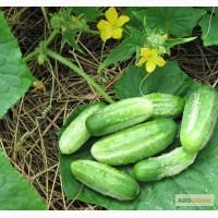 Продам семена Огурец Нежинский 12