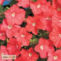 Продам семена Петуния Карлик Темно-Лососевый F1
