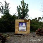 Живая канадская ель на Новый год в Mini ORGANIC BOX, тренд года купить в Киеве