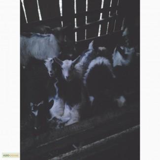 Продам козлят