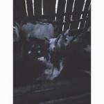 Продам козлят