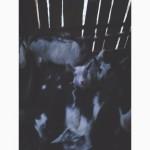 Продам козлят