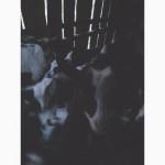 Продам козлят