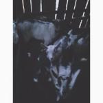 Продам козлят