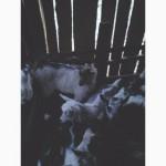 Продам козлят