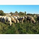 Продам БАРАНИНУ в тушках ОХЛАЖДЁННАЯ свежая