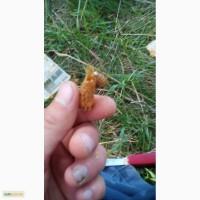 Продам маток Бакфаст
