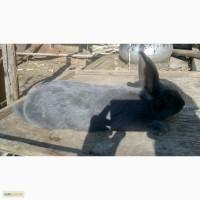 Продам кролів Венський Голубий