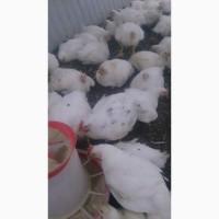 Продам бройлера живым весом