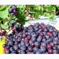 Ирга саженцы - вкусная лечебная ягода, Уже в продаже