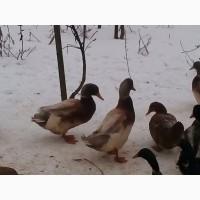 Продам Саксонські качурі