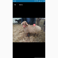 Продам барана гиссарской породы