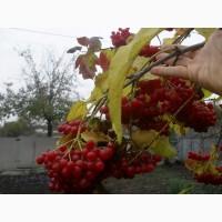 Продам саженцы садовой высокоурожайной калины