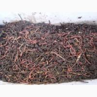 Продам Червя Старатель И Коконы