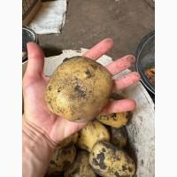 Продам картоплю сорт Рівєра (також є інші сорта)