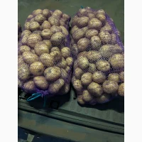 Продам картоплю сорт Рівєра (також є інші сорта)