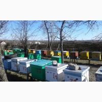 Продажа пасеки