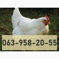 Пр0двжв курей-6р0йлер08 жи8ым 8ес0м г0р0д 0дессв
