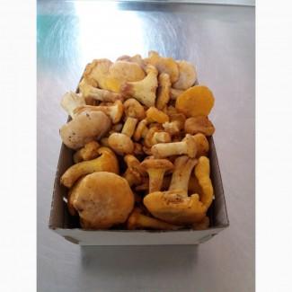 Куплю свіжі гриби білі, лисичку, ягоду чорницю