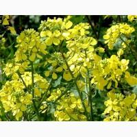 Куплю білу гірчицю