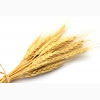 Продам озимую Канадскую высокоурожайную пшеницу, насіння пшениці