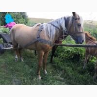 Продам кобилу, 2 роки спокійна