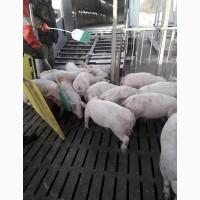 Продаем поросят от 100 голов